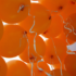 Koningsdag